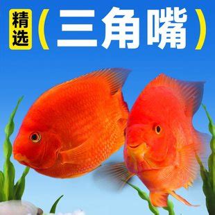 财神位放什么旺财_旺财的风水布局,第2张 财神位放什么旺财_旺财的风水布局,第2张